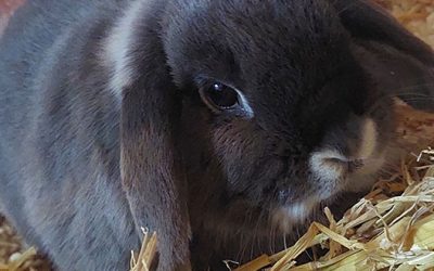 Maak kennis met Bailey en Fluffy